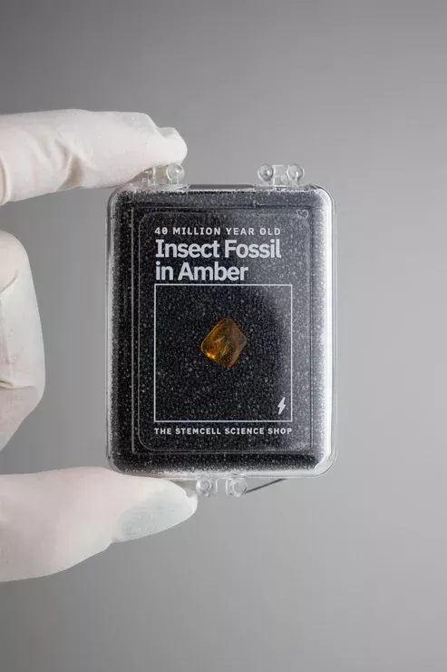 Insect Fossil in Amber